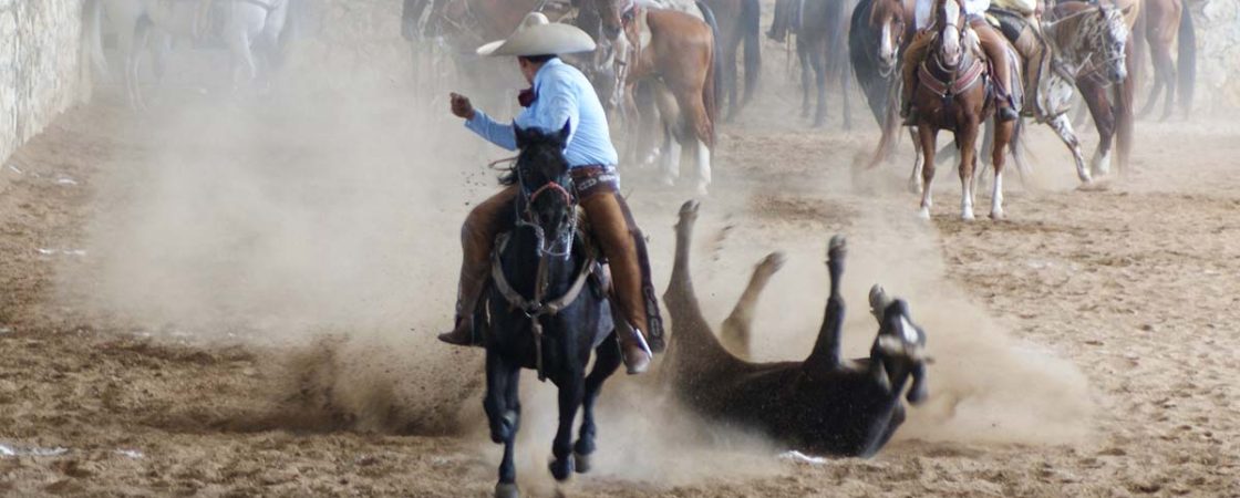 Circuito Charros de Corazón, Ganadería FEREDUCAM