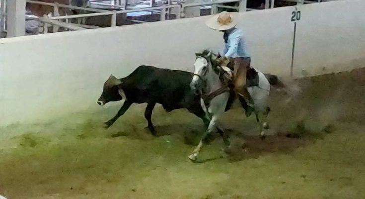 Carlos Castañón, Magno Coleadero Capitalino