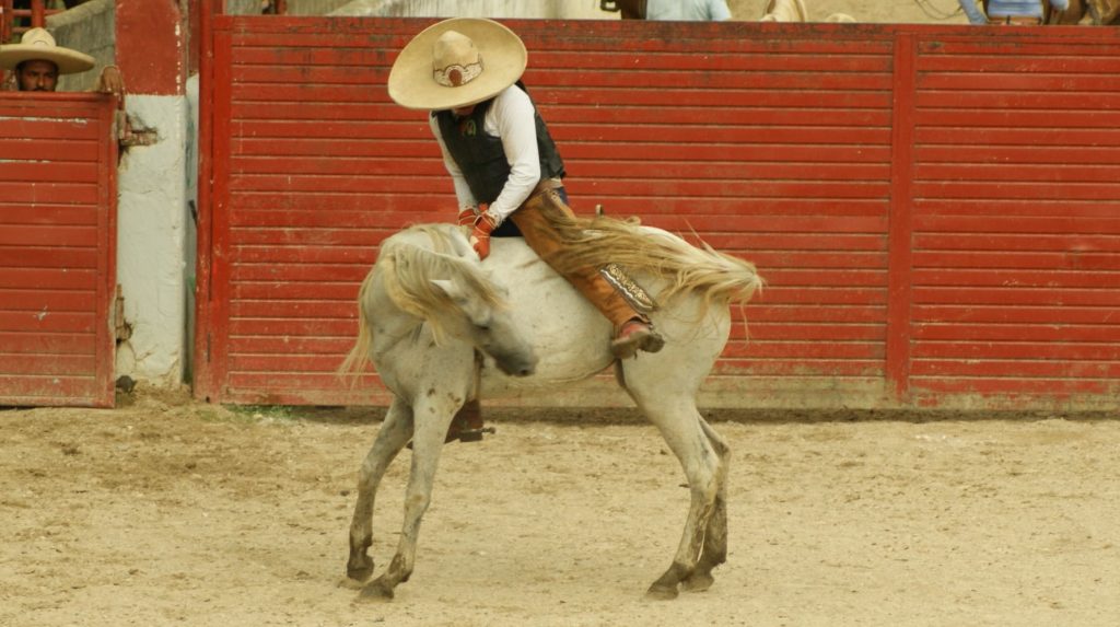 jineteo de yegua circuito charro ruta del café