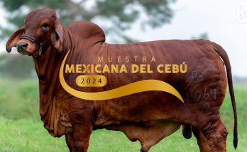 Rancho El Refugio, Muestra Mexicana del Cebú 2024