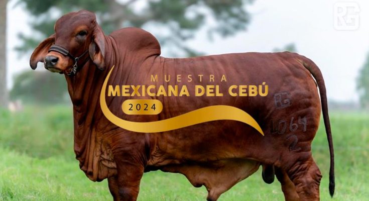 Rancho El Refugio, Muestra Mexicana del Cebú 2024